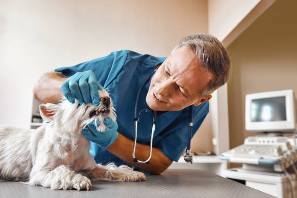  Walker Mill, MD Emergency Dentist Pros